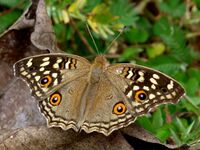 Junonia lemonias DSF upper by Kadavoor.JPG