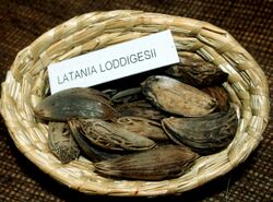 Latania loddigesii seeds.jpg