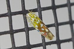 Leafhopper - Erythroneura reflecta, Leesylvania State Park, Virginia.jpg