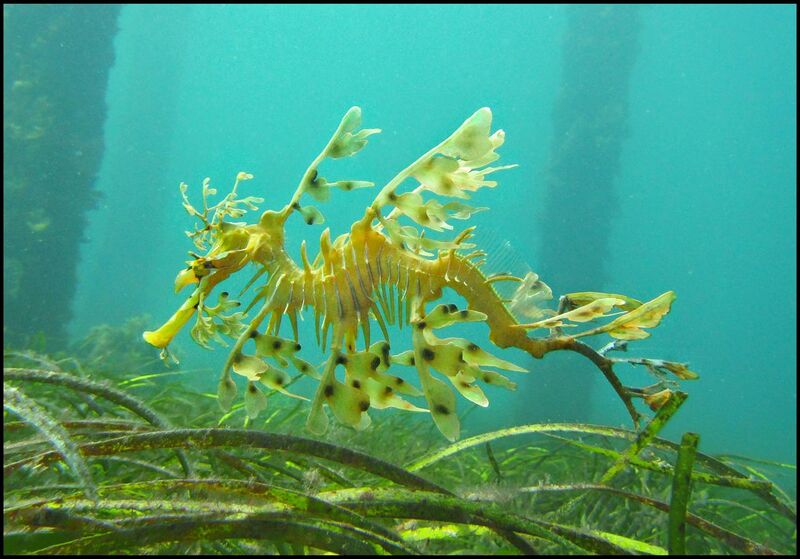 File:Leafy Sea Dragon SA.jpg