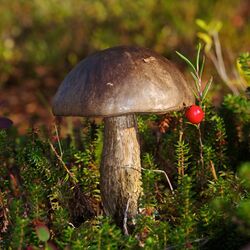 Leccinum variicolor LC0365.jpg