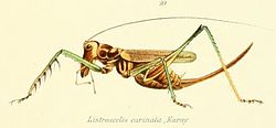 Listroscelis carinata Karny, 1907.JPG