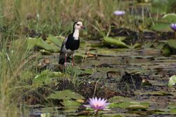 Long-toed lapwing standing upright on top of lily pads in swampy habitat