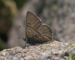 Lycaena editha P1250885a.jpg