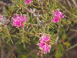 Melaleuca calyptroides.jpg