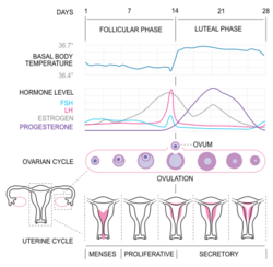 MenstrualCycle2 en.svg