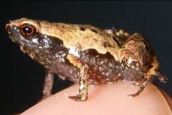 side view of light brownish frog with dark brown belly