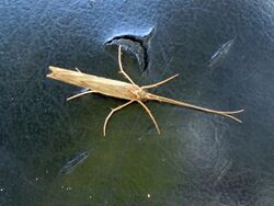 Molanna angustata (Caddisfly sp.), Arnhem, the Netherlands.JPG