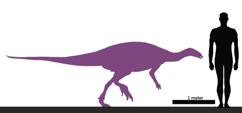 File:Morrosaurus size chart.jpg