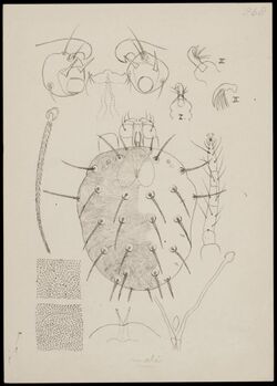 Naturalis Biodiversity Center - RMNH.ART.1381 - Metatetranychus mali (Oudemans) - Mites - Collection Anthonie Cornelis Oudemans.jpeg