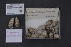 Naturalis Biodiversity Center - RMNH.MOL.174563 - Clypeomorus batillariaeformis Habe & Kosuge, 1966 - Cerithiidae - Mollusc shell.jpeg
