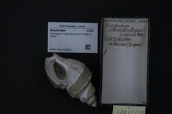 Naturalis Biodiversity Center - RMNH.MOL.202826 - Clinopegma magnum unicum (Pilsbry, 1905) - Buccinidae - Mollusc shell.jpeg