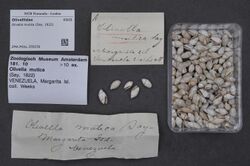Naturalis Biodiversity Center - ZMA.MOLL.359236 - Olivella mutica (Say, 1822) - Olivellidae - Mollusc shell.jpeg