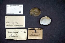 Naturalis Biodiversity Center - ZMA.MOLL.418038 - Epioblasma biemarginata (Lea, 1857) - Unionidae - Mollusc shell.jpeg
