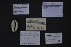 Naturalis Biodiversity Center - ZMA.MOLL.47352 - Palmadusta lentiginosa (Gray, 1825) - Cypraeidae - Mollusc shell.jpeg