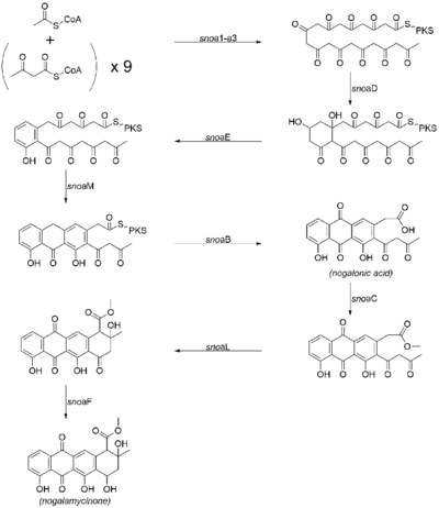 Biosynthetic pathway for the aglycone core of nogalamycin.