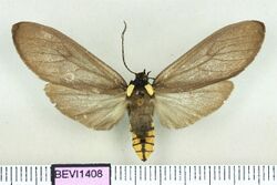 Opharus brasiliensis.JPG