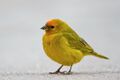 Orange-fronted yellow finch.jpg