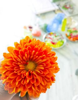 Orange Dahlia01.jpg