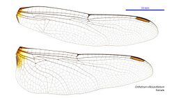 Orthetrum villosovittatum female wings (34928562611).jpg