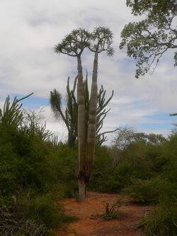 Pachypodium lamerei 01.jpg