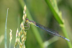 Paracercion calamorum sub adult male.jpg