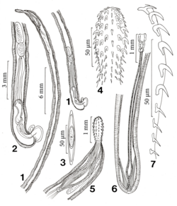 Parasite170122 Figs 1-7 Cavisoma magnum (Acanthocephala).png