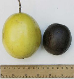 Passionfruit comparison.jpg
