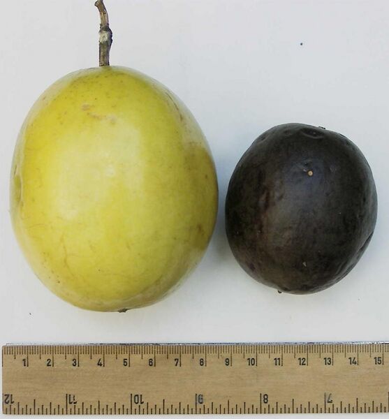 File:Passionfruit comparison.jpg