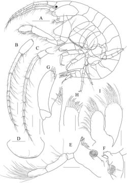 Photis longicaudata (10.3897-zookeys.886.38511) Figure 14.jpg