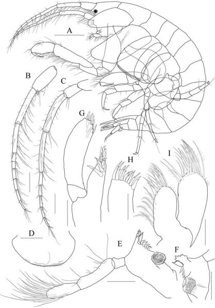 File:Photis longicaudata (10.3897-zookeys.886.38511) Figure 14.jpg