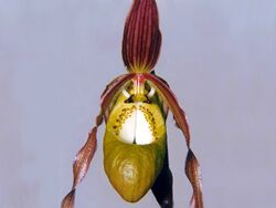 Phragmipedium klotzschianum 06.jpg