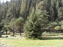 Mixed forest of Pinus cooperi and Picea chihuahuana