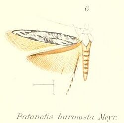 Pl.1-06-Patanotis harmosta Meyrick, 1913.jpg