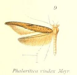 Pl.1-09-Phalaritica vindex Meyrick, 1913.jpg