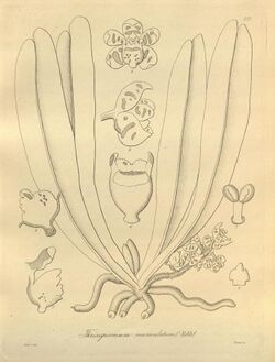 Pteroceras muriculatum (as Thrixspermum muriculatum) - Xenia 3 pl 227.jpg