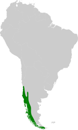 Pygarrhichas albogularis distribution map.svg