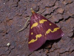 Pyrausta tyralis P1560048a.jpg