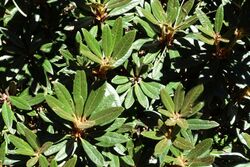 Rhododendron recurvoides - UBC Botanical Garden - Vancouver, Canada - DSC08229.jpg