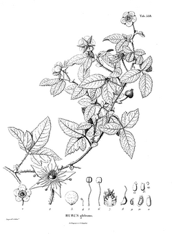 Rubus glabratus.png