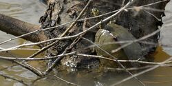 Sabine Map Turtle (Graptemys sabinensis) Orange Co. Texas. photo W. L. Farr.jpg