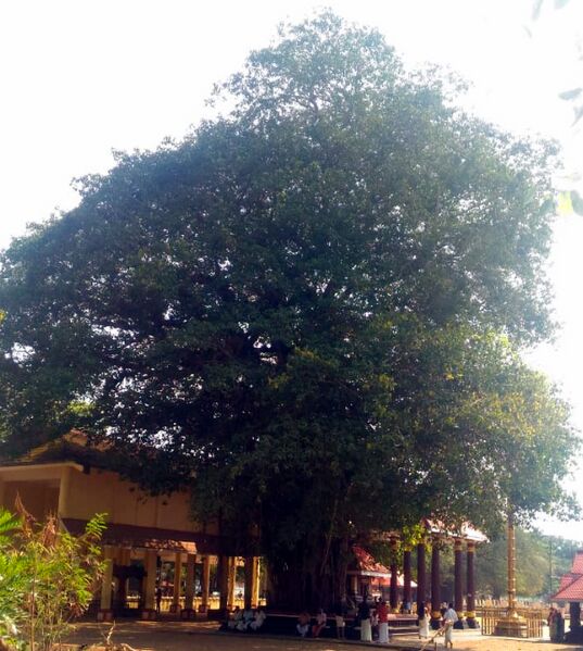 File:Sarkaradevi Temple Ficus Tree.jpg