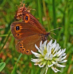 Satyrinae - Erebia medusa.JPG