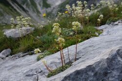 Saxifraga crustata PID1899-1.jpg