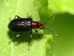 Say's Leaf Beetle (14480484182).jpg