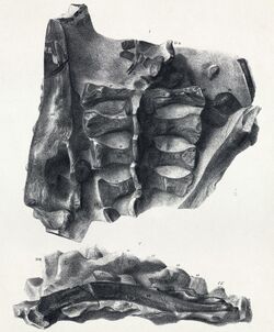 Scelidosaurus sacrum.jpg