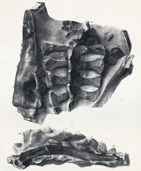 File:Scelidosaurus sacrum.jpg
