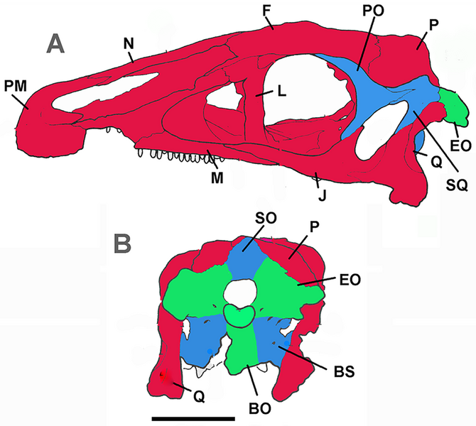 File:Schematic Erlikosaurus skull.png