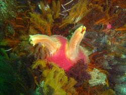 Two sea squirts, pink tube-like sea creatures extending off a reef with other sea vegetation surrounding them