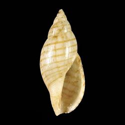 Shell Daphnella pulchrelineata.jpg